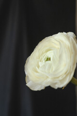 white rose on black