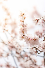 Peach blossoms in full bloom