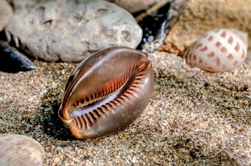 Mauritia Mauritiana seashell underwater