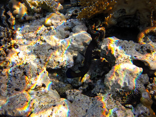 Fototapeta na wymiar Coral reef ecosystem in the Red Sea