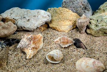 Small different seashells underwater