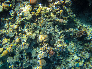 Naklejka na ściany i meble Coral reef ecosystem in the Red Sea