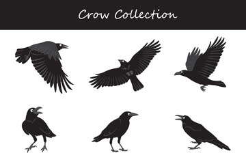 crow collection. Vector illustration. Isolated on white background.