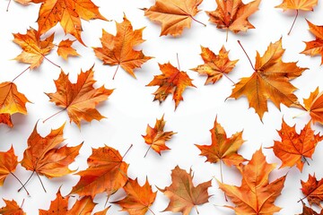 Scattered Autumn Dry Orange Maple Leaves, Isolated on White Background, Digital Illustration