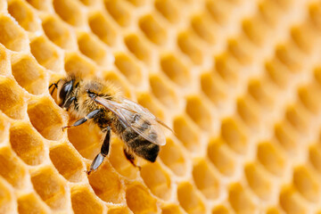 Beekeeping and honey production image. Macro photo of working bees on honeycombs.