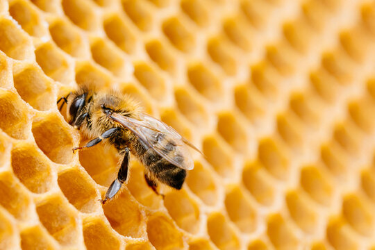 Beekeeping and honey production image. Macro photo of working bees on honeycombs.
