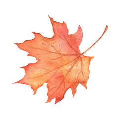 Fall maple leaf on transparent background. Hand drawn watercolor illustration isolated. Autumn red foliage