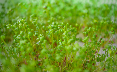 A field of green plants with small leaves