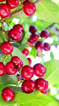 Vertical footage of cherries, cherry orchards, cherry tree. Fresh organic food