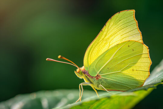 A brilliant close-up of a brimstone butterfly perched delicately on green foliage