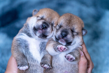 Newborn Shiba inu puppy. Two Shiba inu dog on hand. Puppy on gray carpets. Holding Puppy on hand.