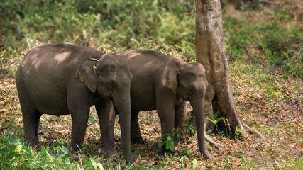 Beautiful Asian elephant images from Periyar Tiger Reserve, Western ghats © Ashlin Alexander