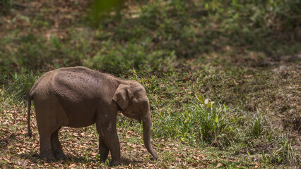Fototapeta premium Beautiful Asian elephant images from Periyar Tiger Reserve, Western ghats