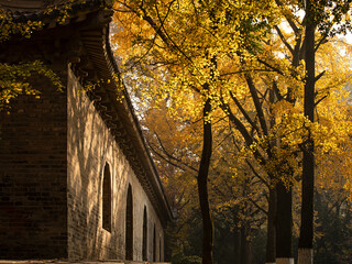 Autumn ginkgo and old temple