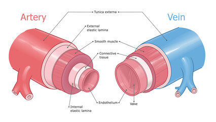 Artery and vein anatomy medical vector diagram labeled. 
