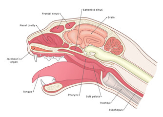 Domestic cat sagittal section vector illustration labeled. Internal cat head anatomy vet illustration.