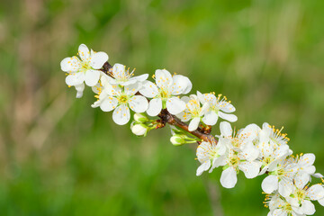 a blooming bird cherry branch close-up