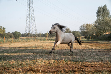 little cute horse pony galloping trough the pasture
