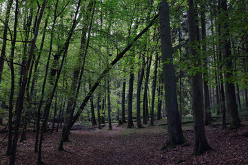 Baum, Wald, Laubwald, Buche, Eiche, Mystik, Blätter, Bäume, Bayern, Holz, Stamm