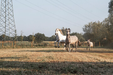 beautiful herd of three horses running and having fun in paddock paradise pasture field