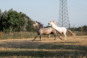 Fototapeta premium beautiful herd of three horses running in paddock paradise horse friendly environment 