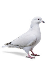Obraz premium white pigeon on a white transparent background