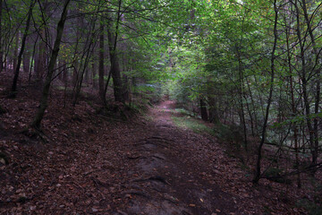 Obraz premium Baum, Wald, Laubwald, Buche, Eiche, Mystik, Blätter, Bäume, Bayern, Holz, Stamm