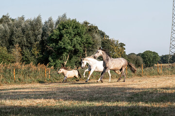 beautiful herd of three horses running in paddock paradise horse friendly environment 