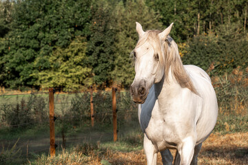 beautiful white p.r.e. stallion in the pasture magic horse portrait