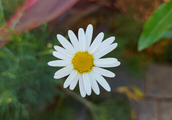 White Common Daisy Bellis perennis Flower at Garden © mohamed