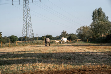 beautiful herd of three horses running in paddock paradise horse friendly environment 