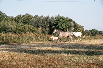 beautiful herd of three horses running in paddock paradise horse friendly environment 