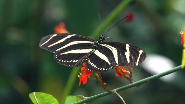 Close up of a zebra longwing butterfly moving around a flower on a sunny day in slow motion.	

