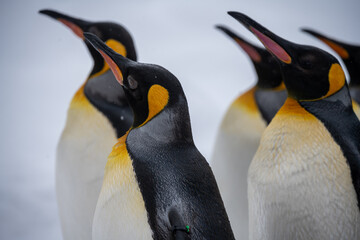 Group of penguins standing together in the snowy outdoors. © Wirestock