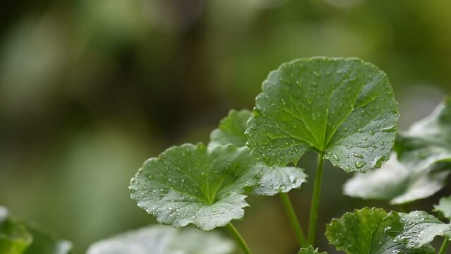 Gotu kola or centella asiatica green leaves on nature background.