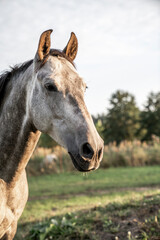 Obraz na płótnie Canvas Grey horse portrait looking beautiful p.r.e. Andalusian with dapples