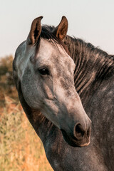 Grey horse portrait looking beautiful p.r.e. Andalusian with dapples