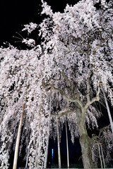 ライトアップされた樹齢250年以上の枝垂れ桜