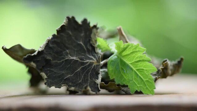 Fresh and dried patchouli or pogostemon cablin green leaves on natural background.