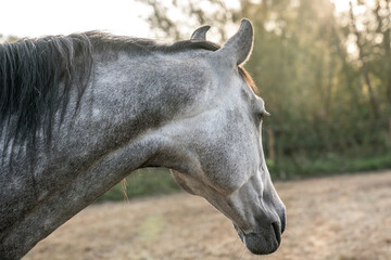 beautiful grey horse looking away from the camera with dapples p.r.e. Andalusian
