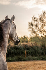 beautiful grey horse looking away from the camera with dapples p.r.e. Andalusian