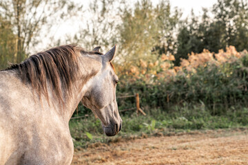 Fototapeta premium Beautiful horse white grey p.r.e. Andalusian in paddock paradise 