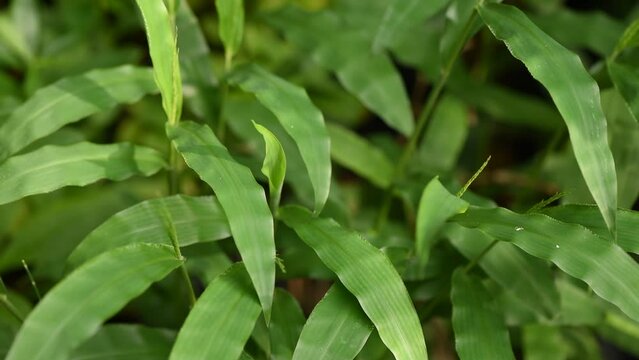 Barbed grass or Centotheca lappacea green leaves on natural background.