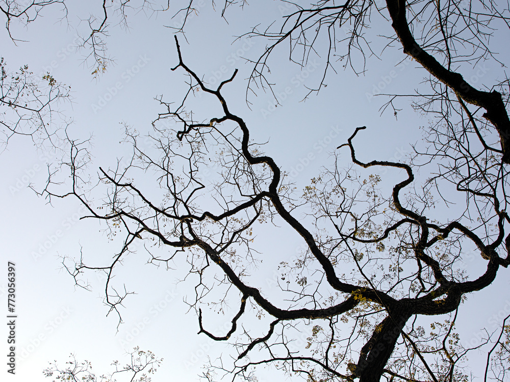 Wall mural tree branches against sky