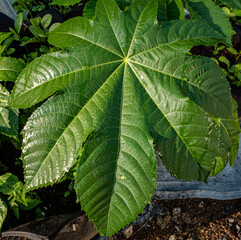 Green vegetable leaf