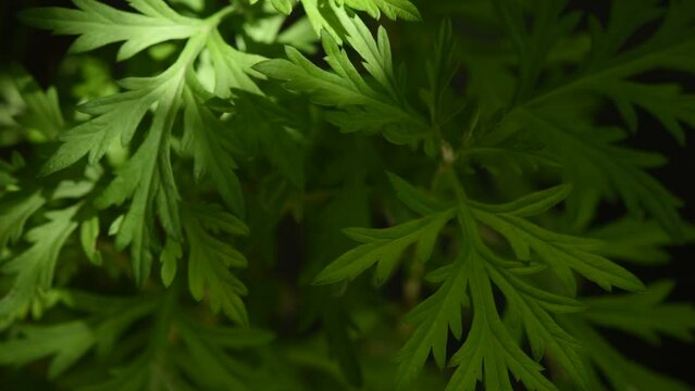 Mugwort or artemisia annua branch green leaves on natural background.