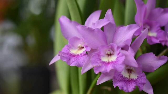 Cattleya flowers on natural background.