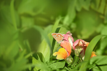 Brown Argus butterfly, Aricia agestis, early morning sitting on snapdragon flower in grass on sunny...