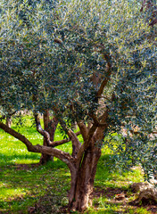 Young olive grove