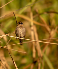 Scaly-breasted munia (Lonchura punctulata)